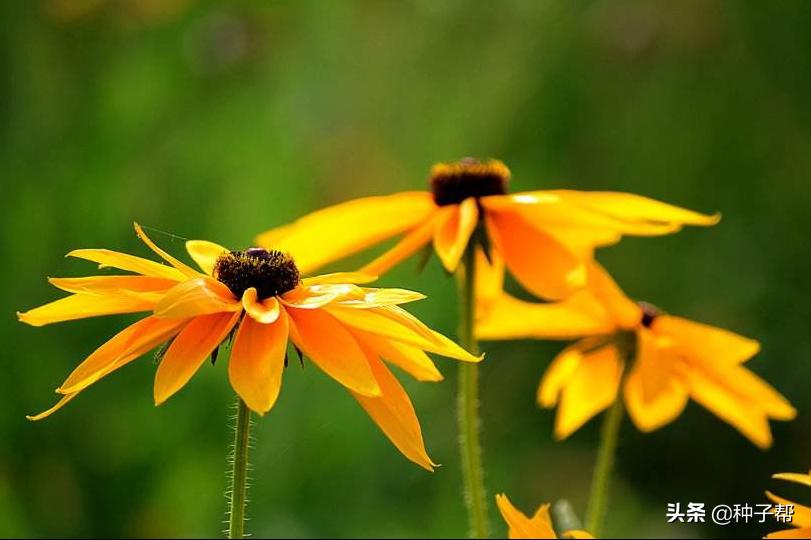 宿根草本金光菊的主要品种,黑心金光菊的品种有哪些
