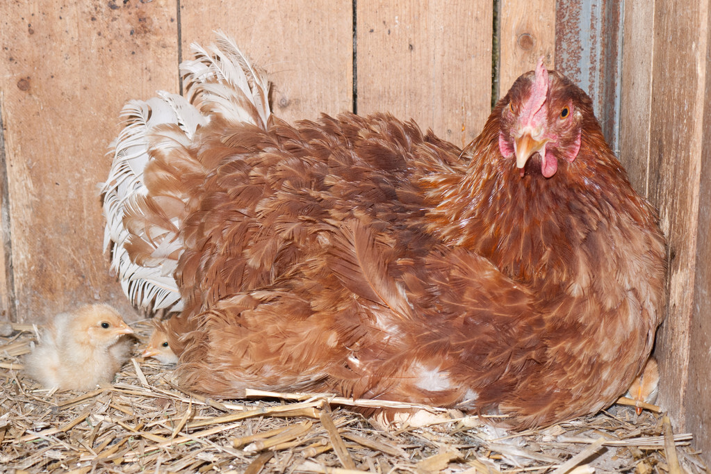 土鸡快速抱窝最好的方法,自家养的鸡怎样能抱窝