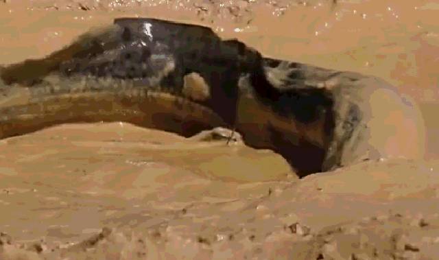 世界十大凶猛淡水鱼类,顶级淡水鱼类