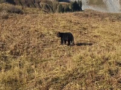 国外一男子爬山中遇到黑熊,美国人爬山遇到黑熊