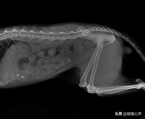 猫咪也有膀胱炎?独属于猫咪的“难言之隐”,该如何预防和解决?