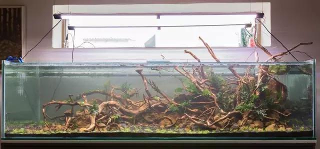 本色水景水草造景培训,本色水景水草培训