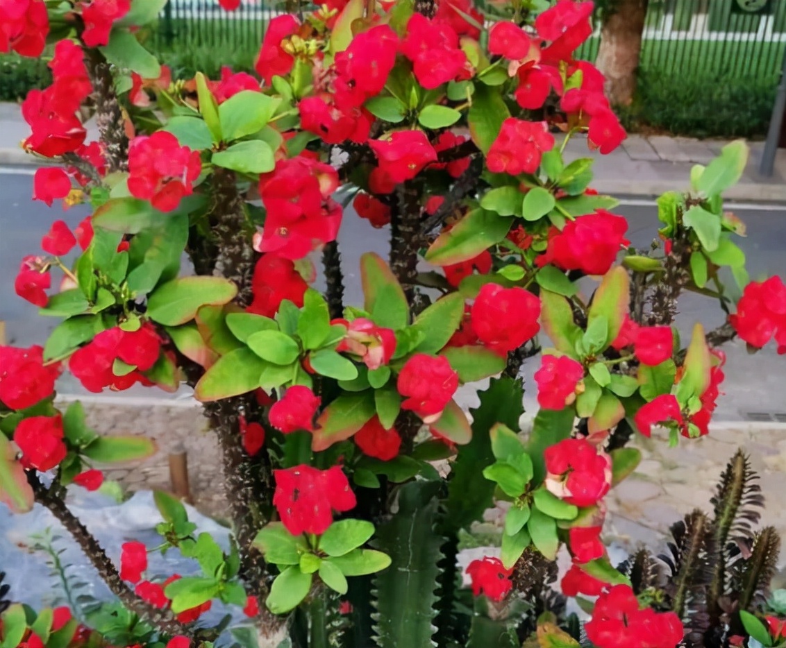 适合养在室内的红色花植物,大红色花盆栽什么植物好看