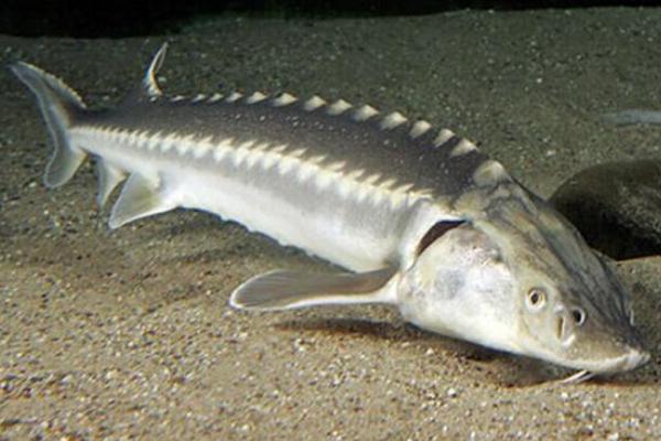 养殖鲟鱼要什么条件,养殖鲟鱼的必要要点