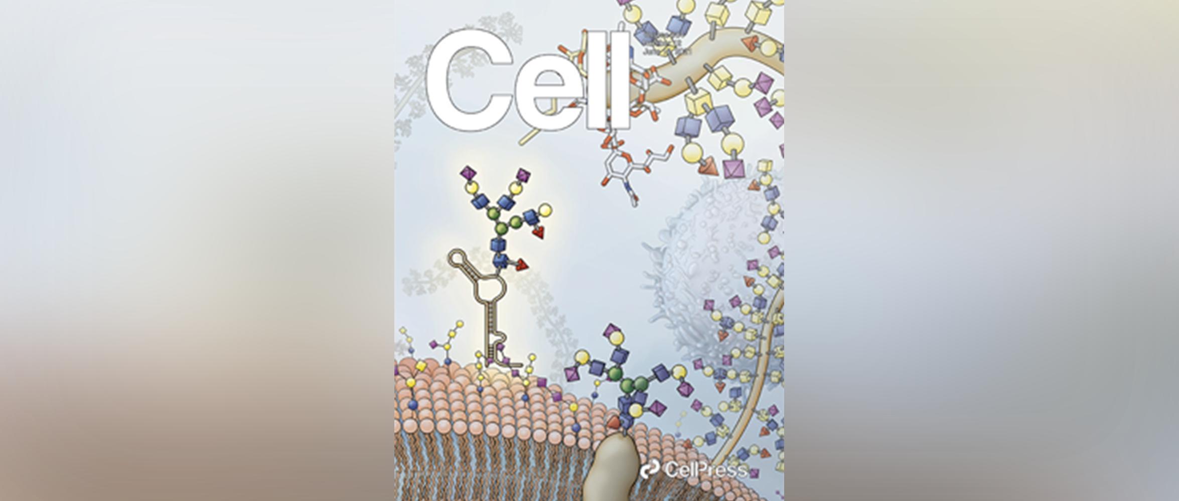 适合婴儿吃的双歧杆菌,适合宝宝的双歧杆菌