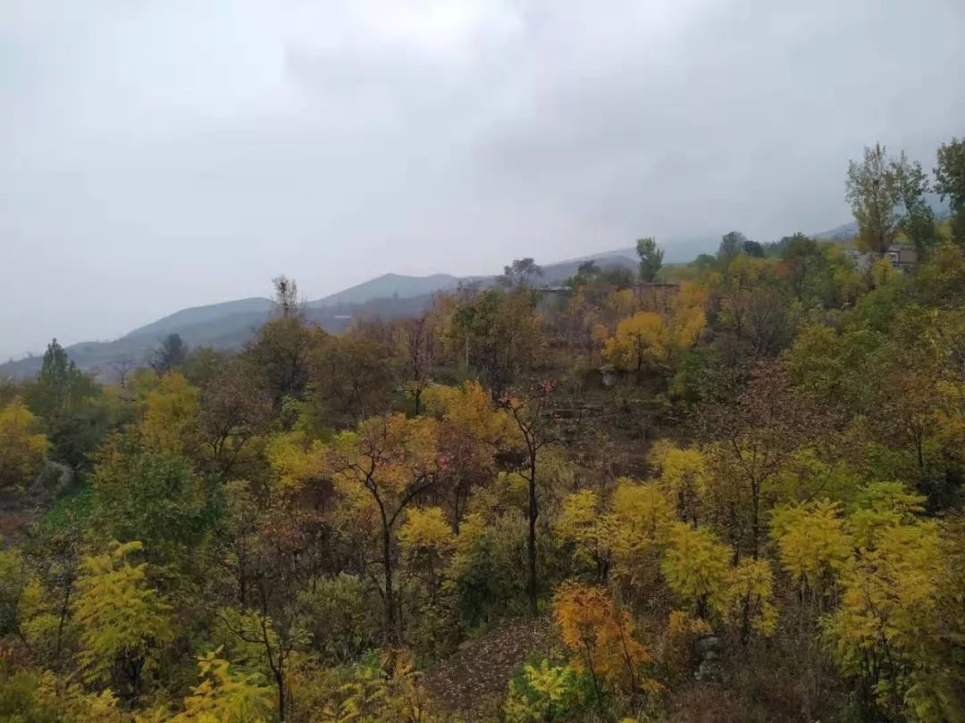 房山南北梯摘柿子,冬天去清凉山摘柿子