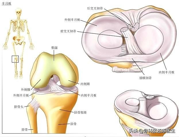 膝盖走路咯噔响还疼是什么原因,膝盖弯曲膝盖响是什么原因