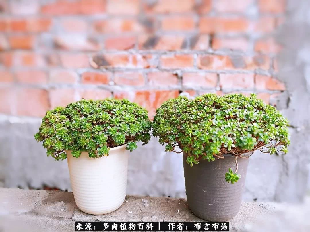 多肉的真实生活感悟,多肉的生活感悟