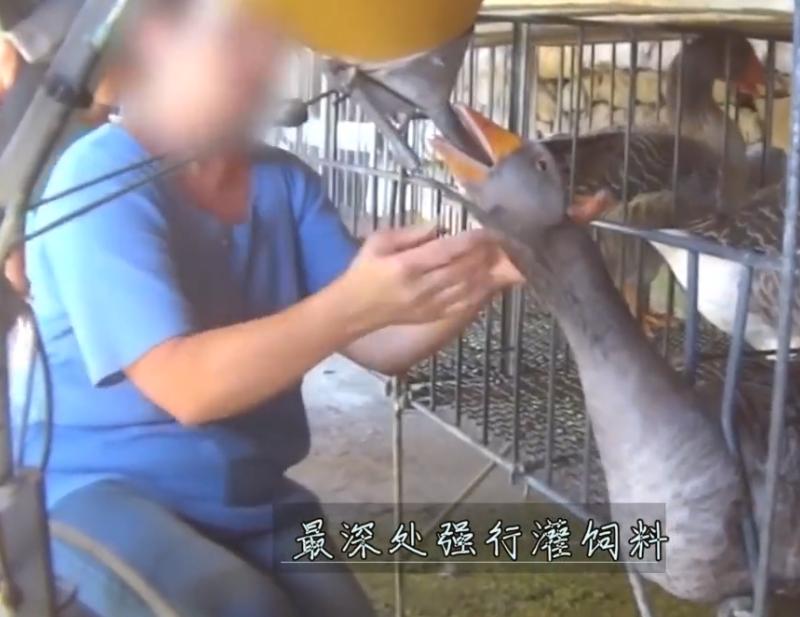 强迫进食,“填鸭式”育肥,用酒溺死后再烤,法国大餐的残忍吃法