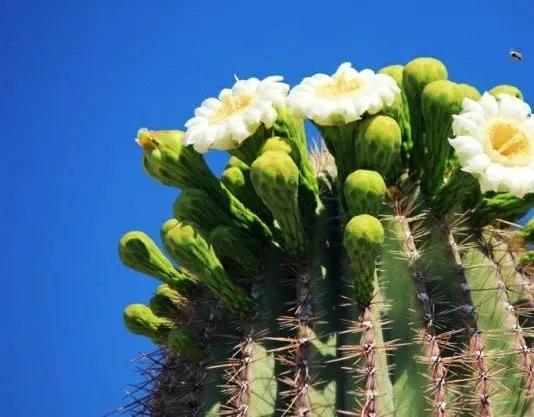 世界各国的国花集锦,英国国花世界各国的国花