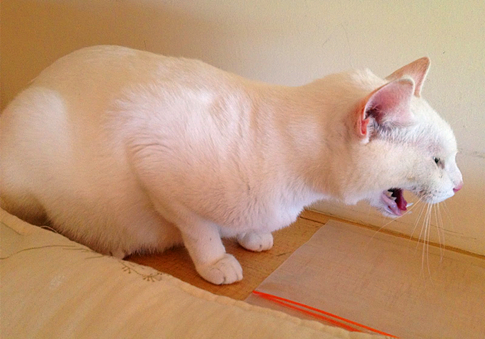 猫咪吃了异物催吐的最佳时间,猫咪吞进异物有什么表现