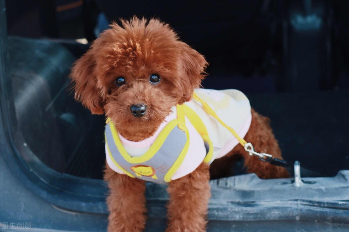 养宠经验狗便秘了怎么马上解决,泰迪便秘怎么快速解决