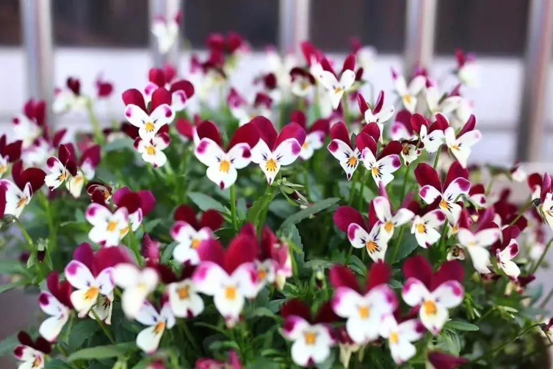 兔子角堇开花后的养护 (小兔子角堇怎么爆花)