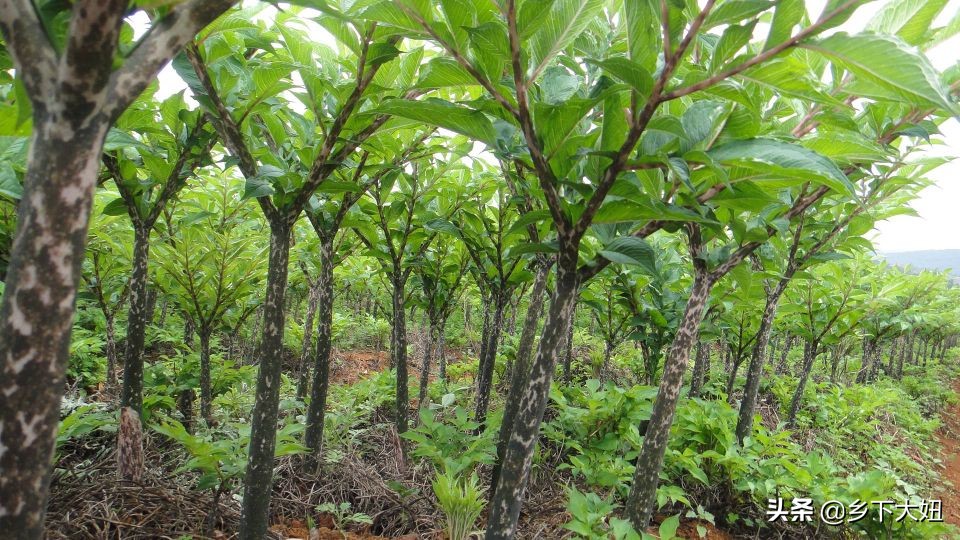 普通魔芋花很臭为什么,魔芋开花有腐臭味
