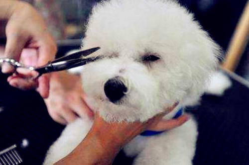 狗狗眼泪红褐色怎么办,狗狗流褐色眼泪如何治