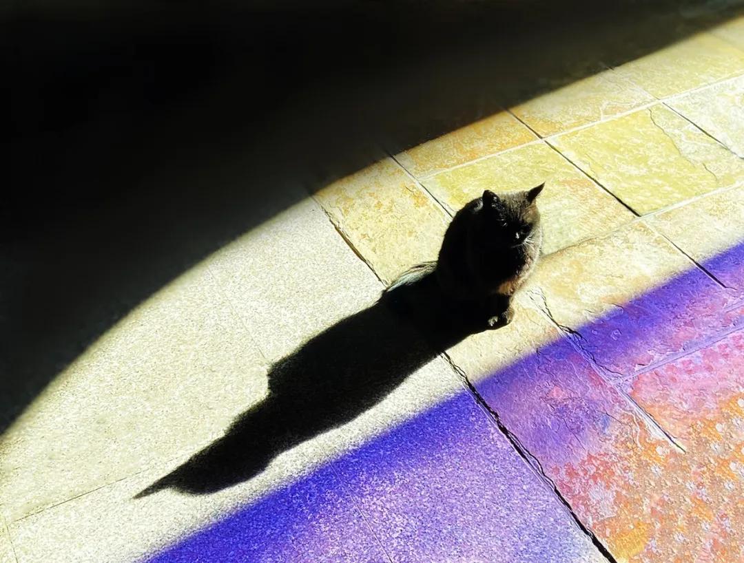 视力不好可以养黑猫吗,眼神不好的千万别养黑猫