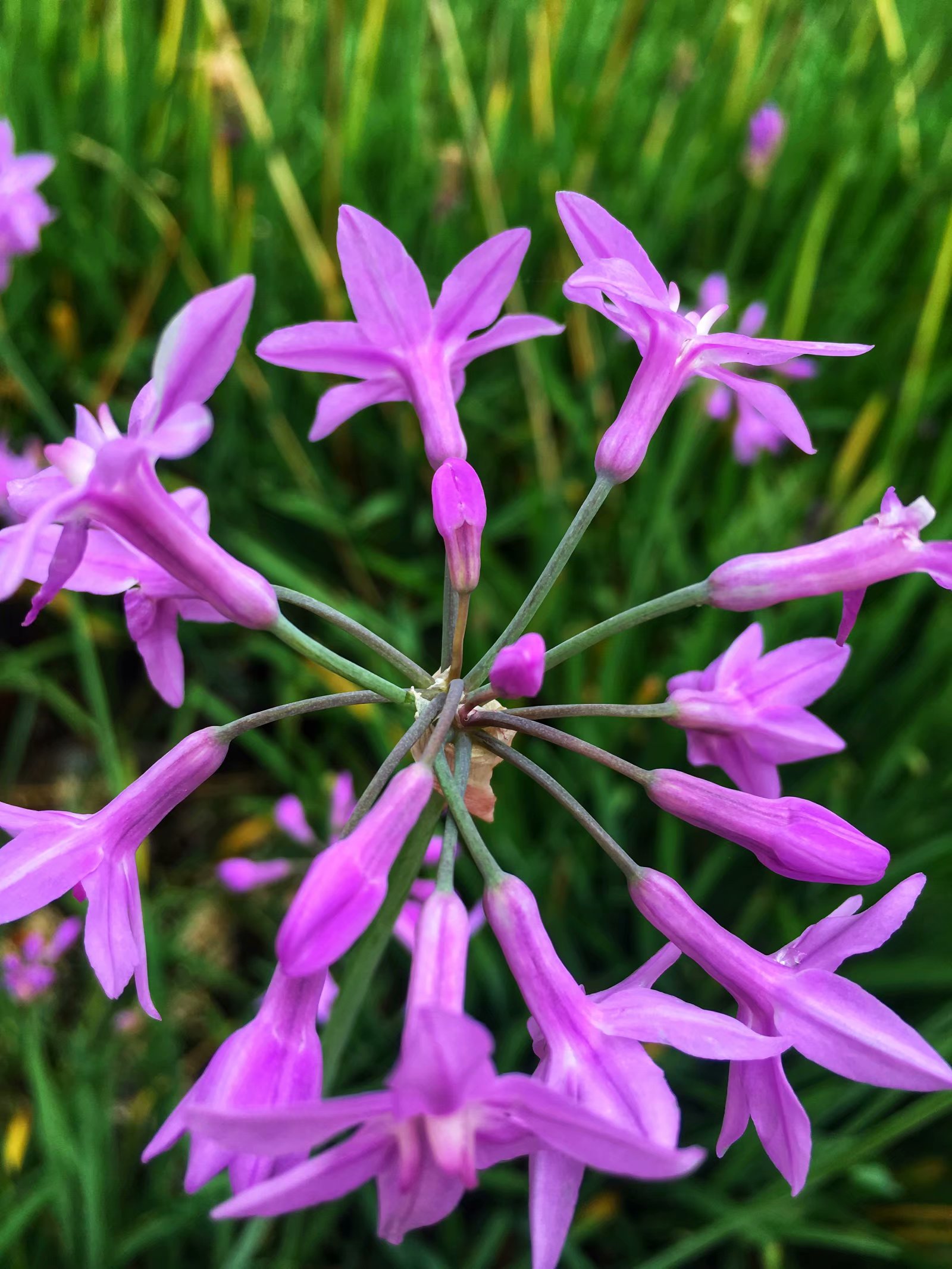 我眼中的昆明,昆明春之城