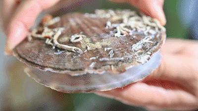 秦皇岛海浪花天桥海鲜批发市场,秦皇岛海浪花批发市场在哪