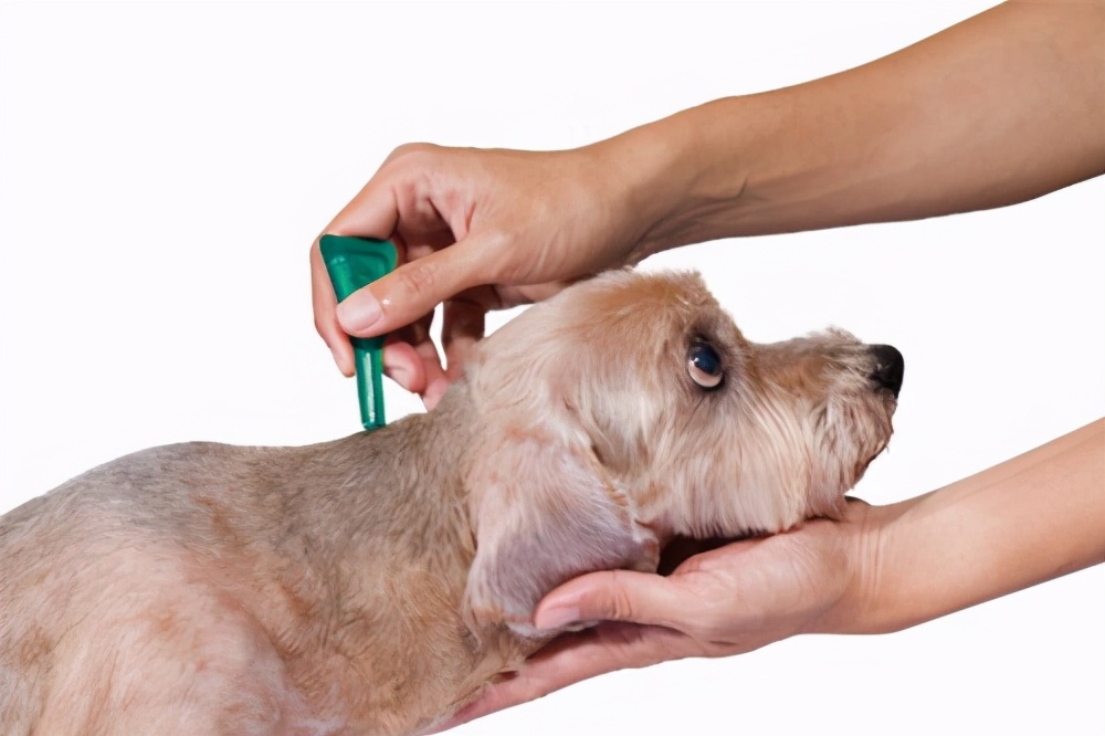 母狗养宝宝后注意事项,母狗怀孕前期的注意事项