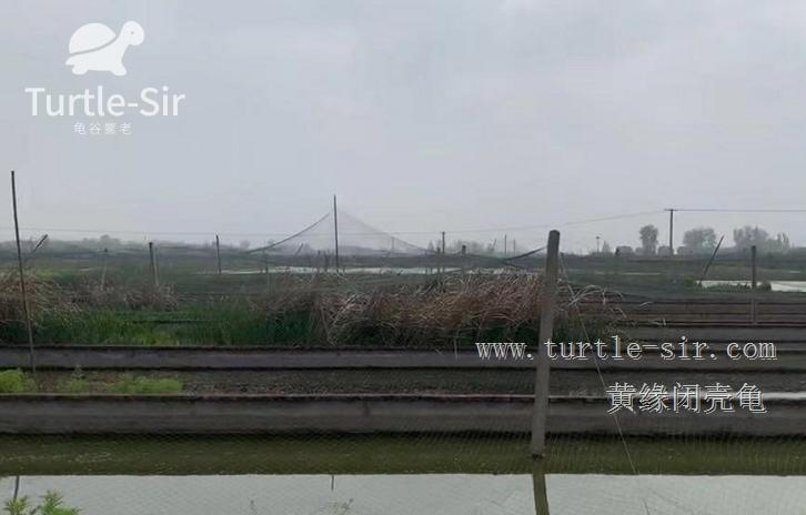 2019年黄缘龟市场分析,黄缘龟市场走势图