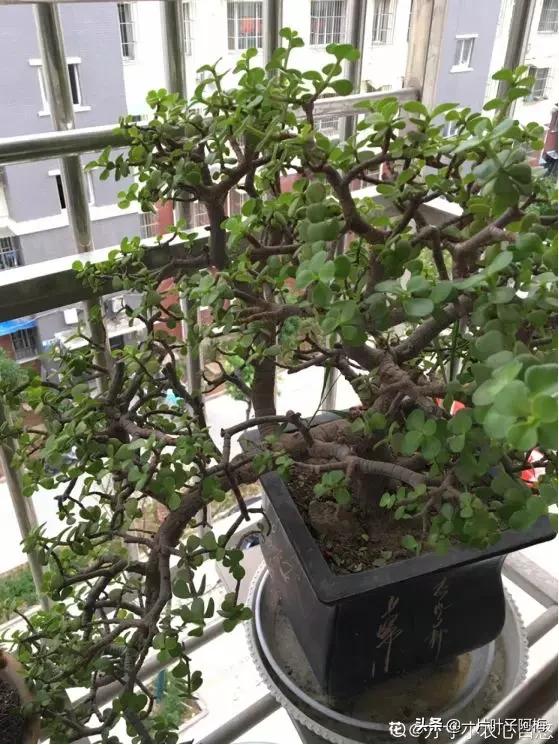 金枝玉叶干枯一碰就掉,金枝玉叶一夜之间掉了好多叶子