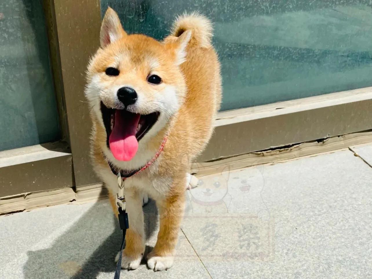 如何正确给狗狗驱虫,生产完的母柴犬几天驱虫