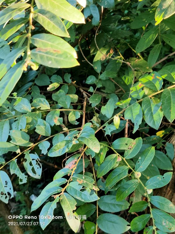 算盘子植物介绍,算盘子属于什么类型植物