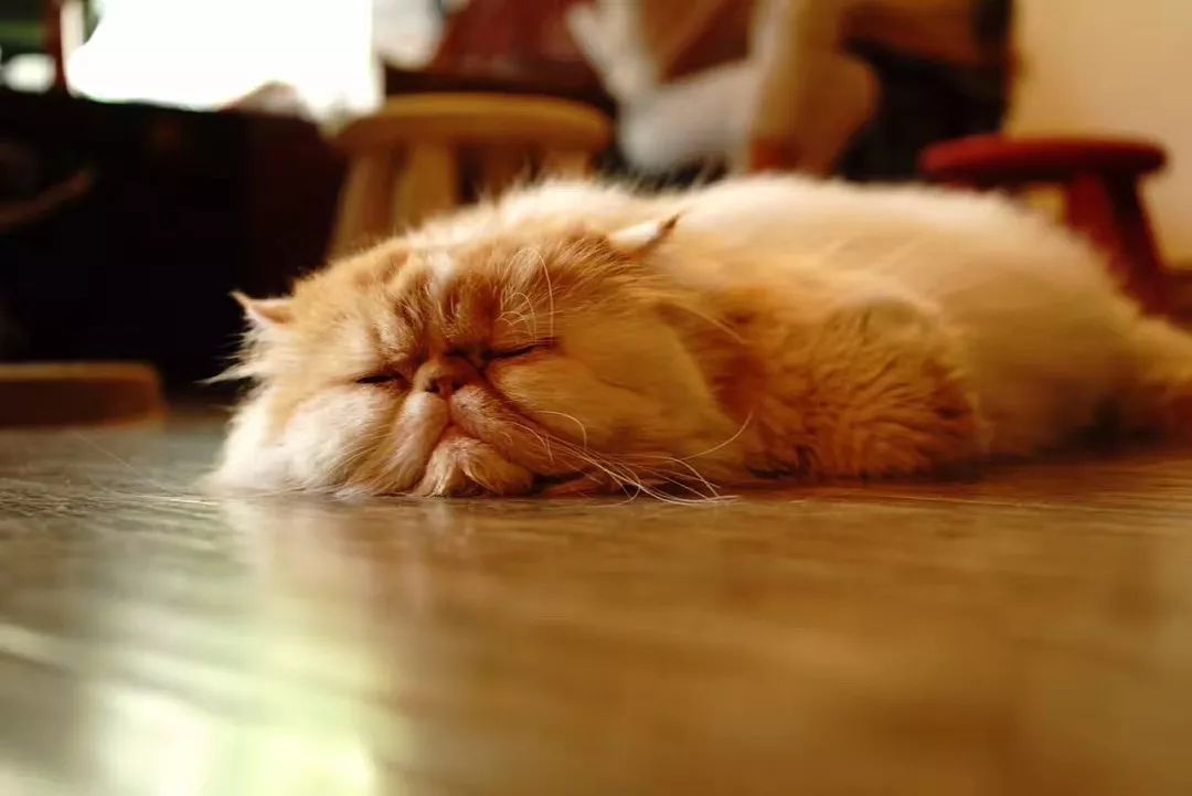 猫咪肿瘤的早期症状,猫咪肿瘤症状及治疗方法