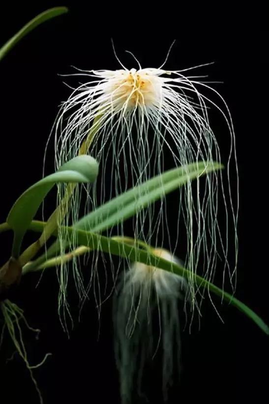 十大绝美兰花图片欣赏,南阳珍稀野生兰花图片