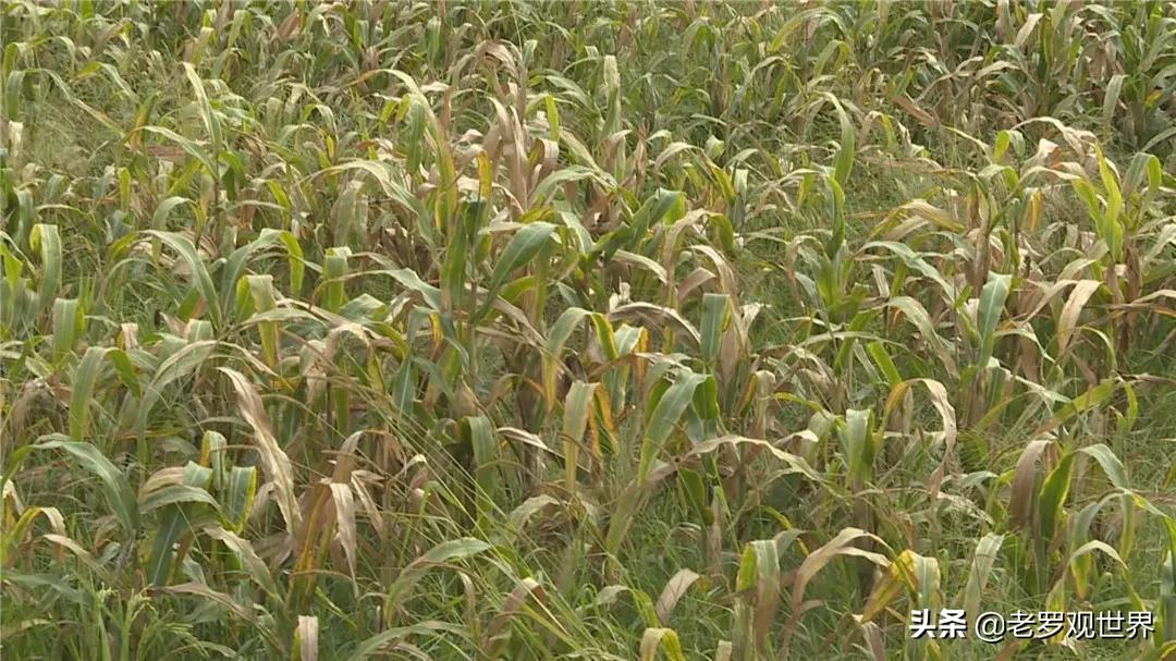 秸秆变废为宝促增收,我为群众办实事捡垃圾美篇