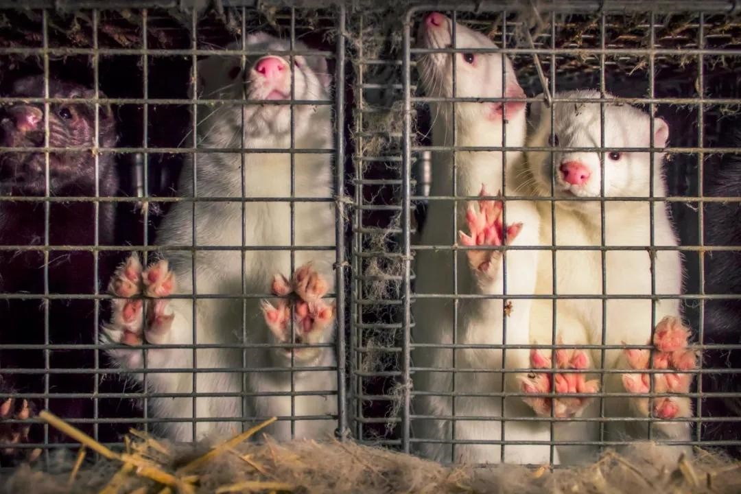 丹麦水貂感染新冠病毒,丹麦水貂感染新冠