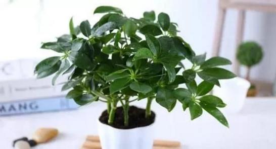 南京市园林局最新发布的室内植物甲醛吸收能力排行榜