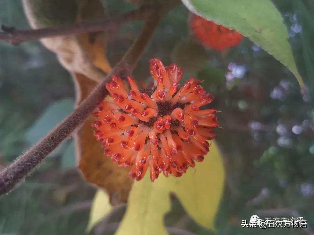 草莓上的小麻点是种子吗,草莓上的小麻点是什么呢