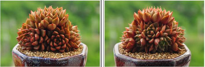 韩国多肉大全图片,多肉公主的图片