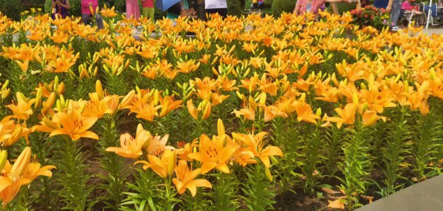 世界最美百合花海,超级惊艳的花海美景15分钟视频