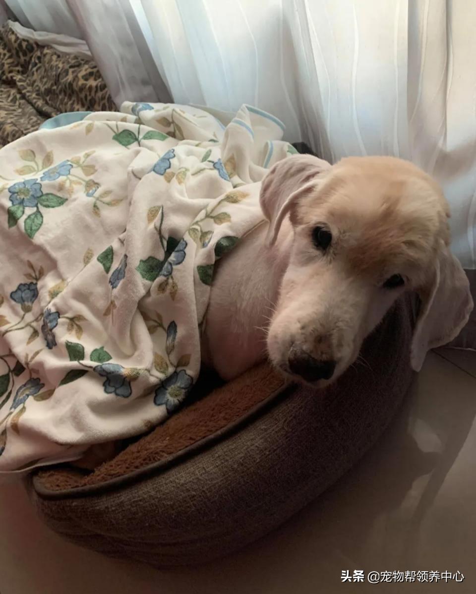 高龄金毛病危去世，主人自责没陪其身边：念念不忘，定有回响…