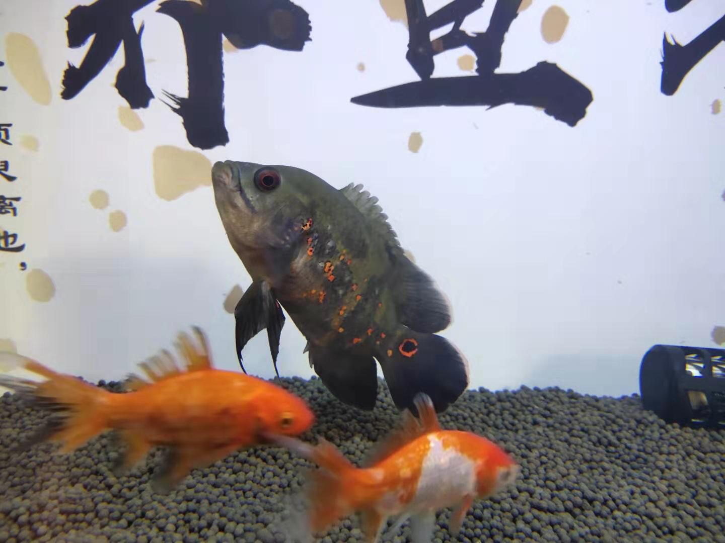 地图鱼总是打架身体伤了怎么办,地图鱼有外伤不好咋办