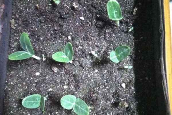 怎么简单在阳台上种葫芦,阳台种葫芦需要多大的盆