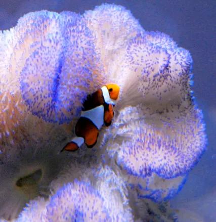 带你们看一下神奇的海底世界,高清60帧海底世界