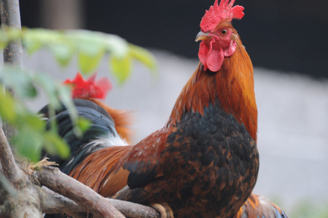 母鸡交配一次下多少受精蛋？合理搭配公鸡，软蛋和双黄蛋咋回事？