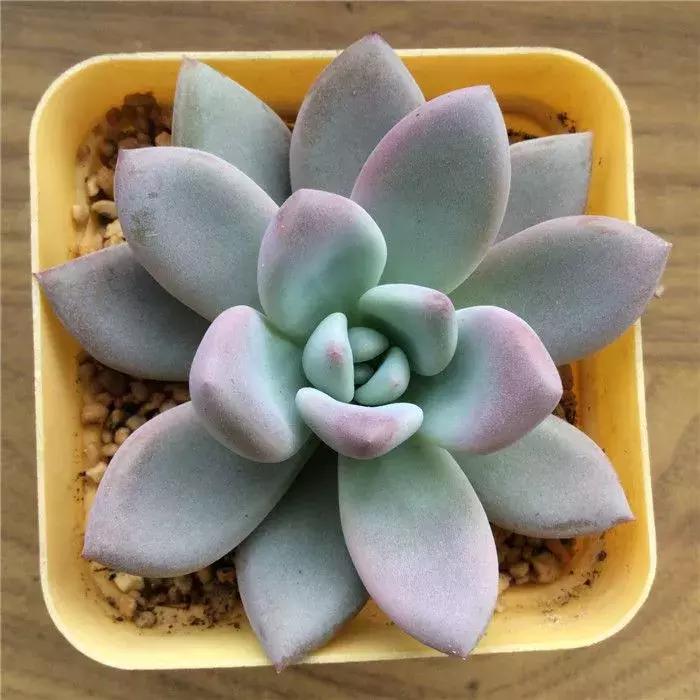 多肉烂根别怕，简单4步“急救法”，全烂了也能救活！