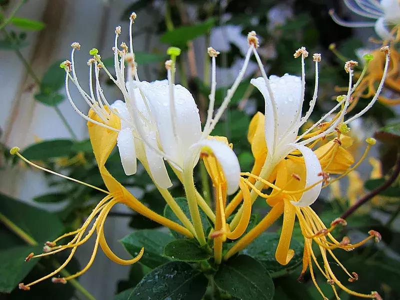 百花图谱大全100幅,工笔百花图谱100种