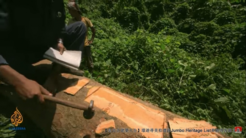 第1844回:皆伐破坏栖息生态,间伐劳工大象伐木