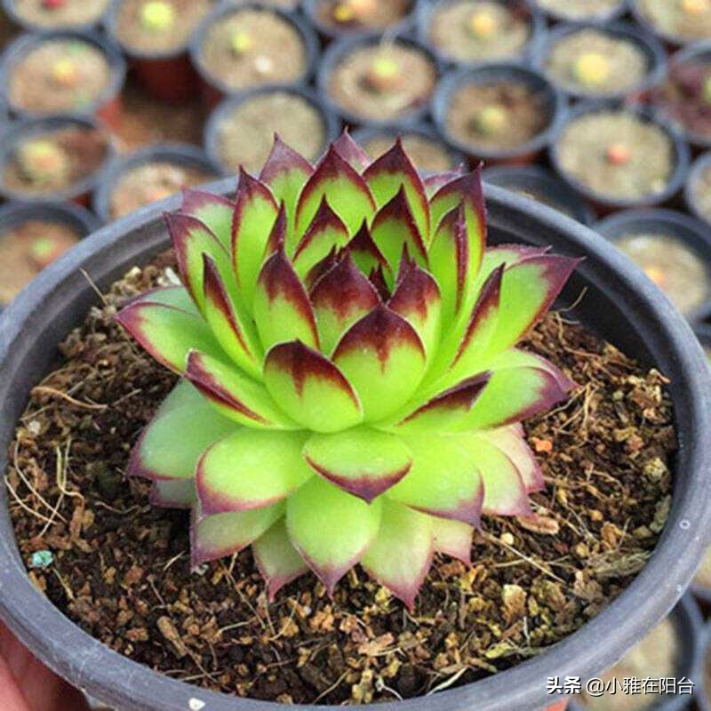 养观音的正确方法,怎么养才能让观音莲长出好多小莲