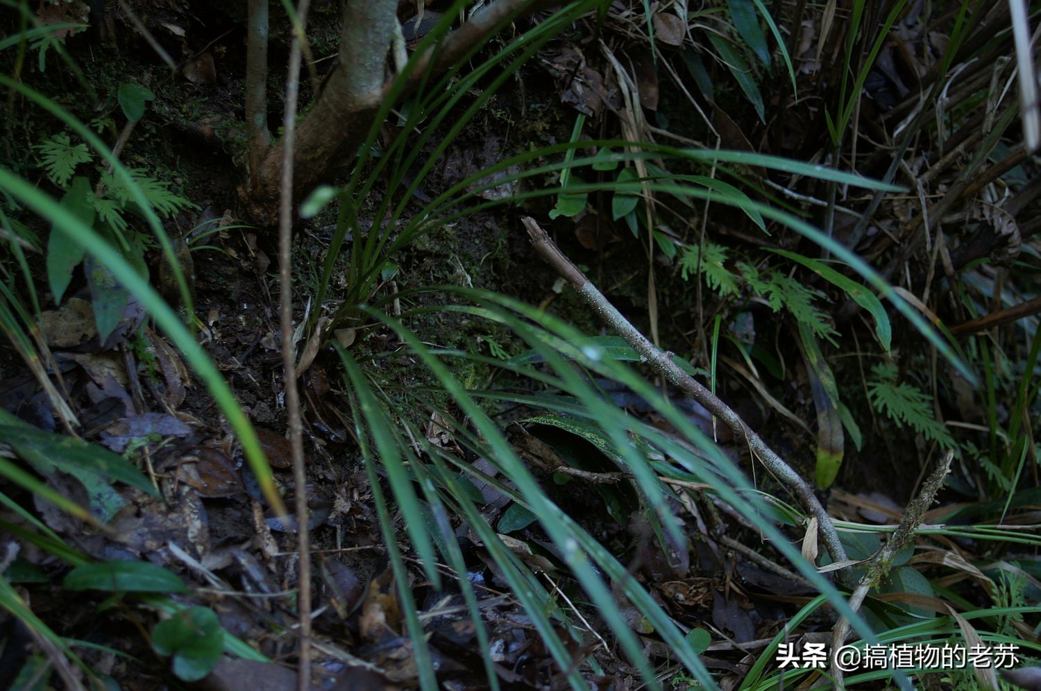 带你看兰花,带你看看蝴蝶兰