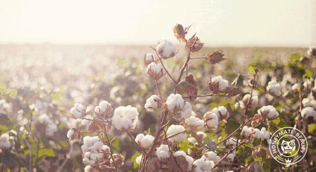 再见，我的毛巾时代