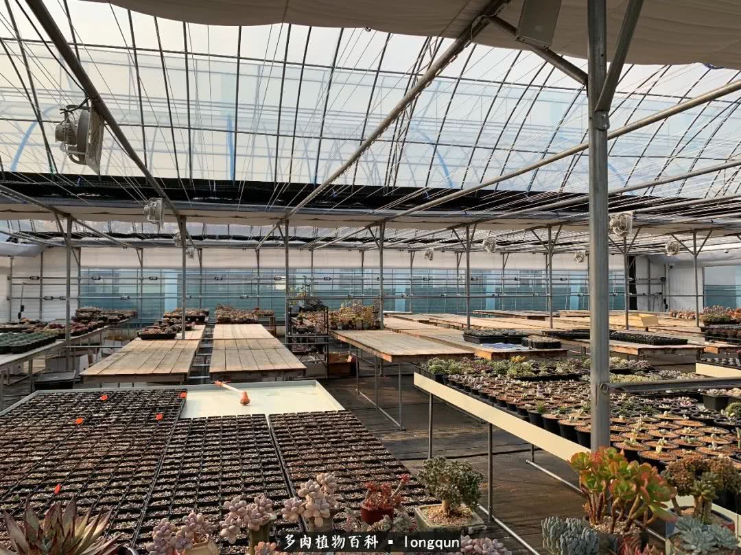 探访韩国肉锥大棚,记一次走访纪录片