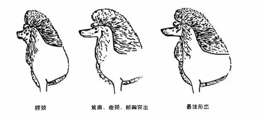 泰迪和贵宾的来历,贵宾与泰迪是一个品种吗