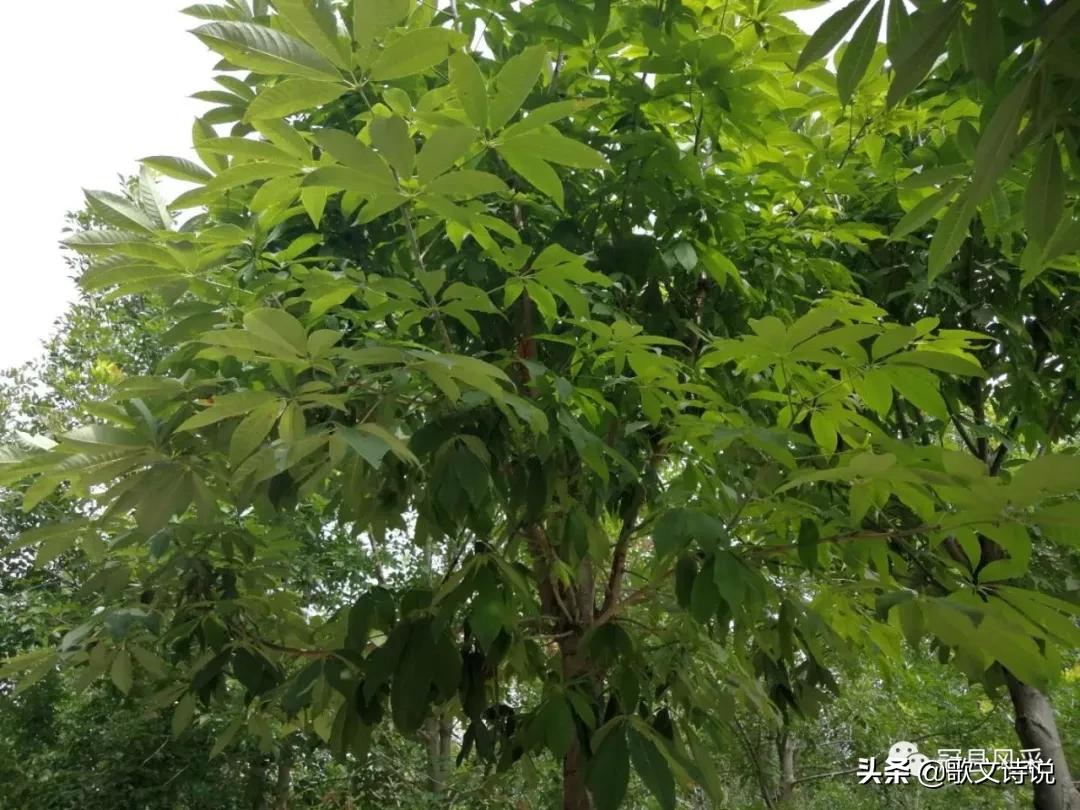 山东冠县精品苗木基地,冠县种植基地