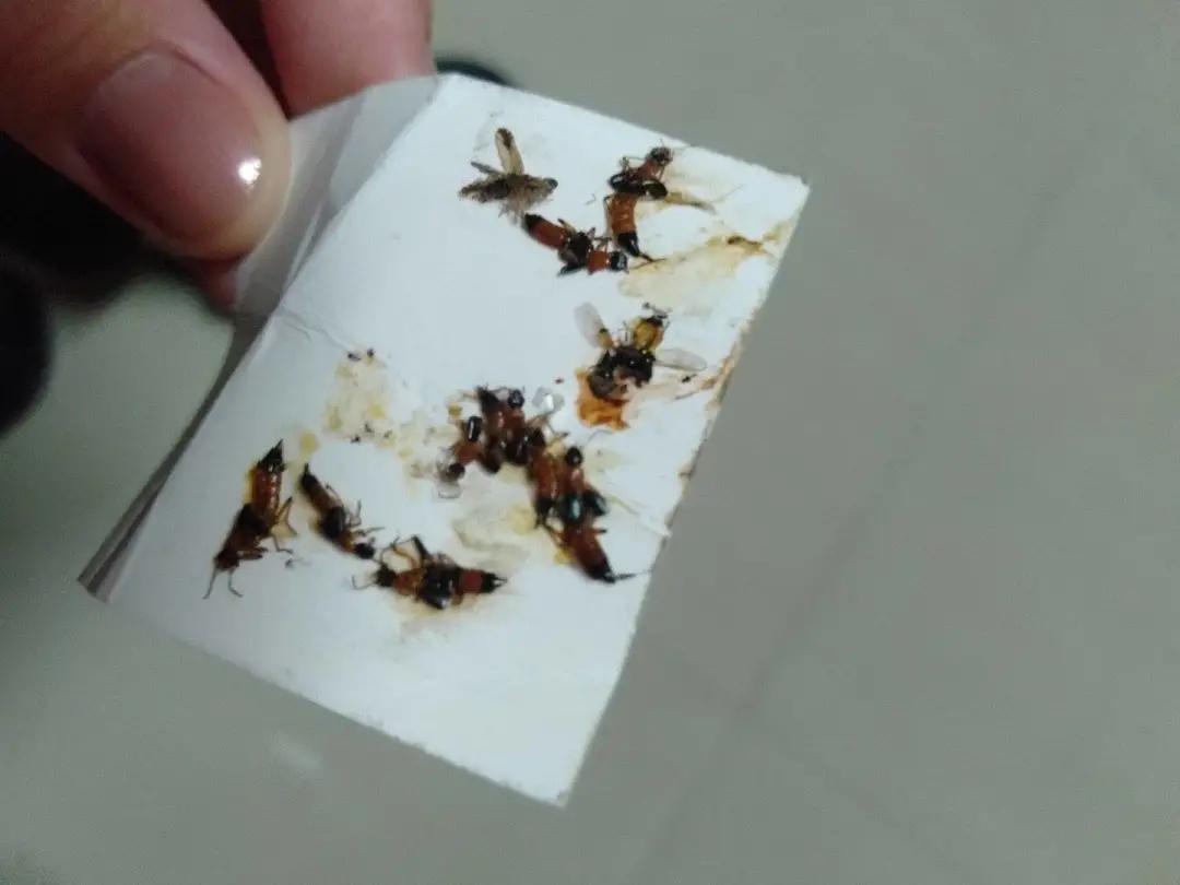 熬夜玩手机女性危害,女生熬夜玩手机导致失明